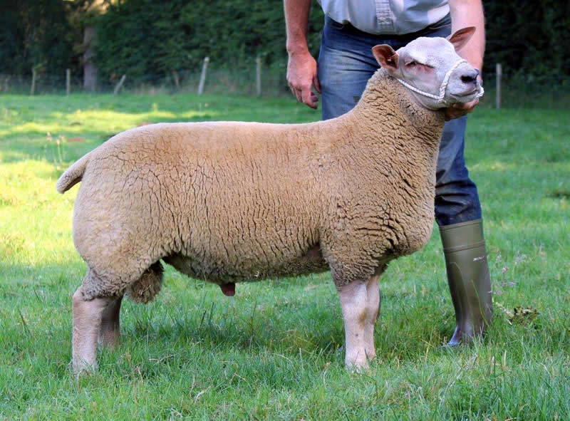 Edstaston Octavian Edstaston Octavian